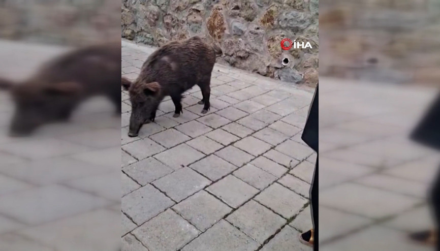 Safiye Soyman kapısına gelen domuzu elleriyle besledi