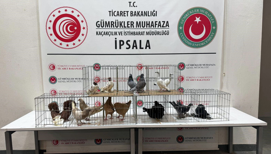 İpsalada kaçak hayvanlar ele geçirildi