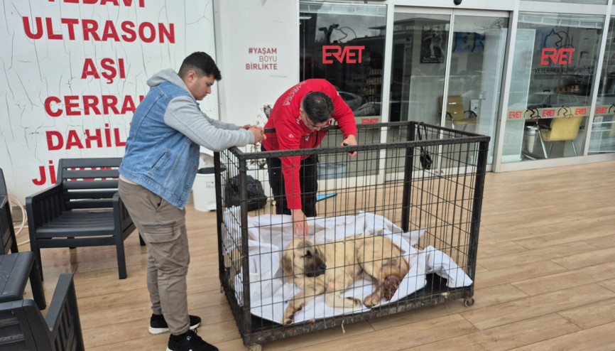Kayıp köpeğini vurulmuş olarak buldu; şüpheli tutuklandı