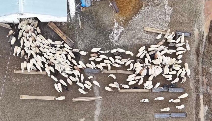Kuzular anneleri ile buluştu, o anlar dron kamerasıyla görüntülendi Kuzular anneleri ile buluştu, o anlar dron kamerasıyla görüntülendi