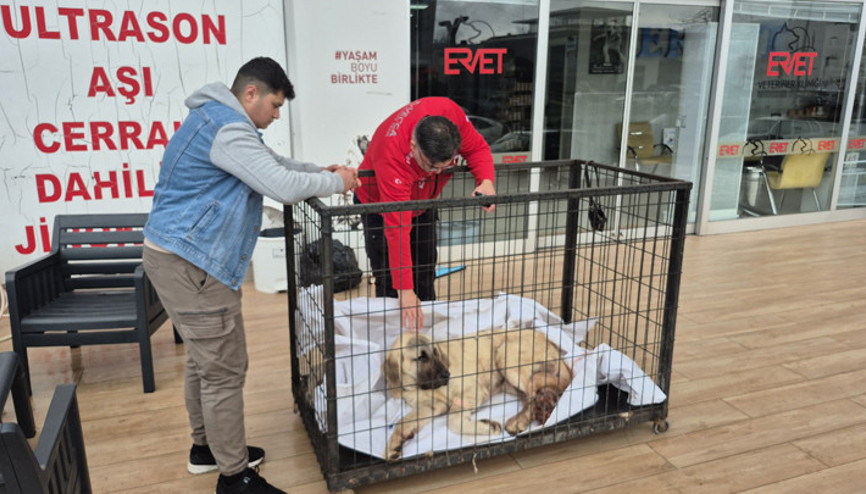 Zonguldakta kayıp ilanı verdiği köpeğini vurulmuş halde buldu Şüpheli tutuklandı