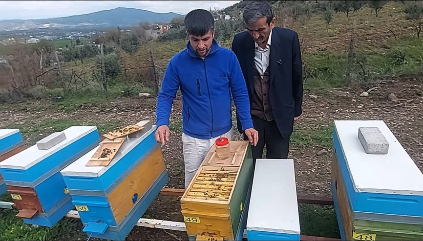 Osmaniye’de arıcılara, verimi artıracak ıslah edilmiş ana arılar dağıtılacak