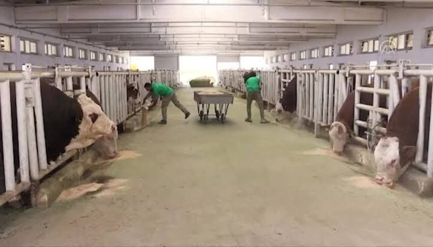 Malatya TİGEMde şap hastalığı; bölge karantinada