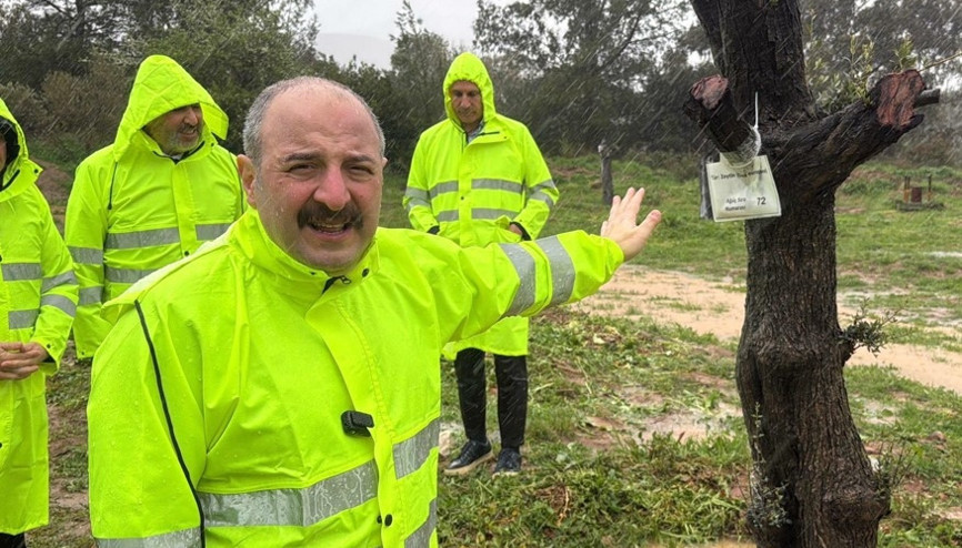 Mustafa Varank, Yeniköy termik santrali maden sahasındaki zeytin ağaçlarının taşınması sürecini yerinde inceledi