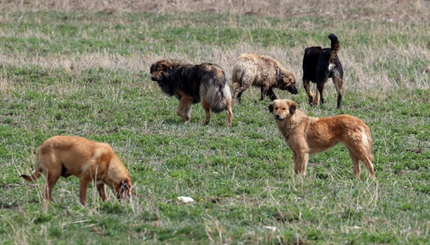 İstanbul Valiliğinden sahipsiz köpekler için talimat: Belediyelere yazı gönderildi