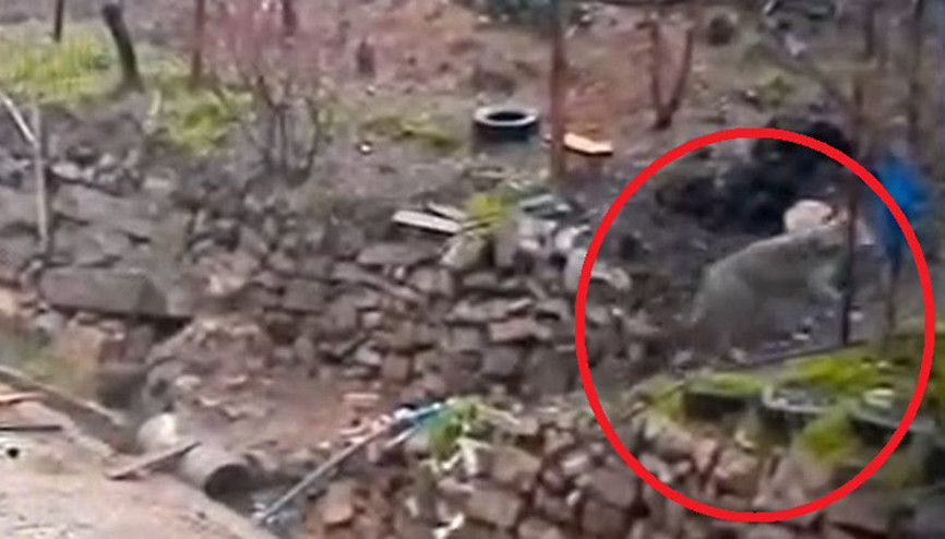 Doğada yiyecek bulamayınca mahalleye indi