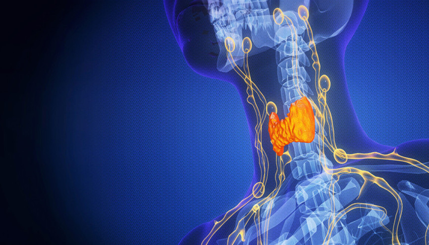 Ömrü uzatabilir, kansere karşı kalkan olabilir: Göğsümüzde sessizce çalışan bu organ ne işe yarıyor Ömrü uzatabilir, kansere karşı kalkan olabilir: Göğsümüzde sessizce çalışan bu organ ne işe yarıyor