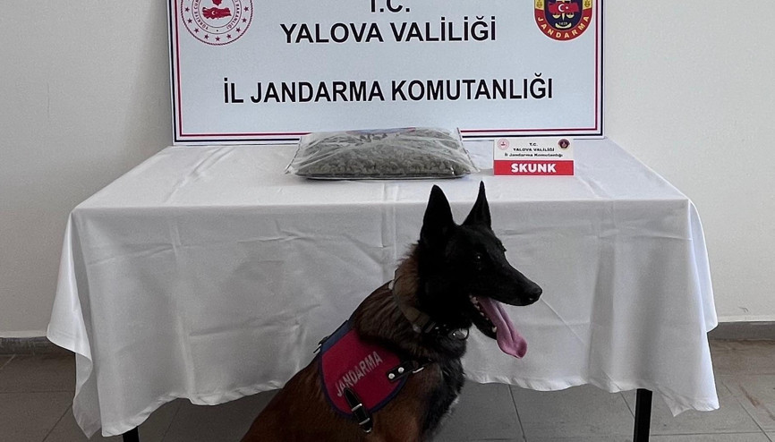 Yalova’da 1 kilo 590 gram skunk ele geçirildi; 1 tutuklama