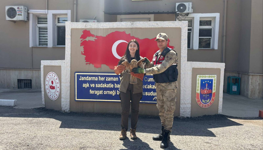 Kilis’te yaralı kızıl şahin bulundu