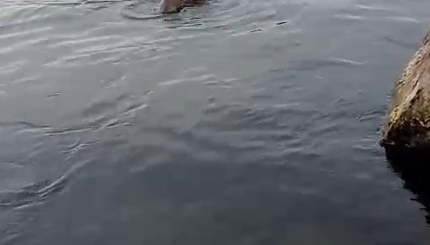 Su samuru oltaya takılan balığı yakalayıp kaçtı