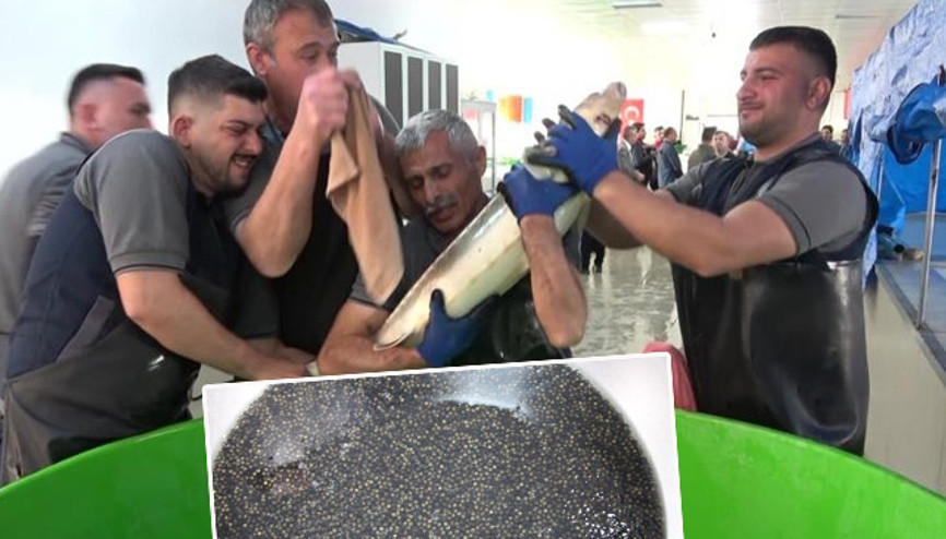 8 bin adedi Karadenize bırakılacak: Çiple takip edecekler Kilosu 2 bin dolardan satılıyor 8 bin adedi Karadenize bırakılacak: Çiple takip edecekler Kilosu 2 bin dolardan satılıyor