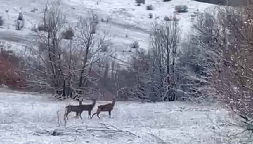 Erzincan Refahiyede kızılgeyikler görüntülendi