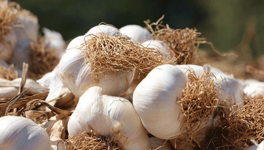 TasteAtlas listesinde Araban sarımsağı ilk 5e girdi TasteAtlas listesinde Araban sarımsağı ilk 5e girdi