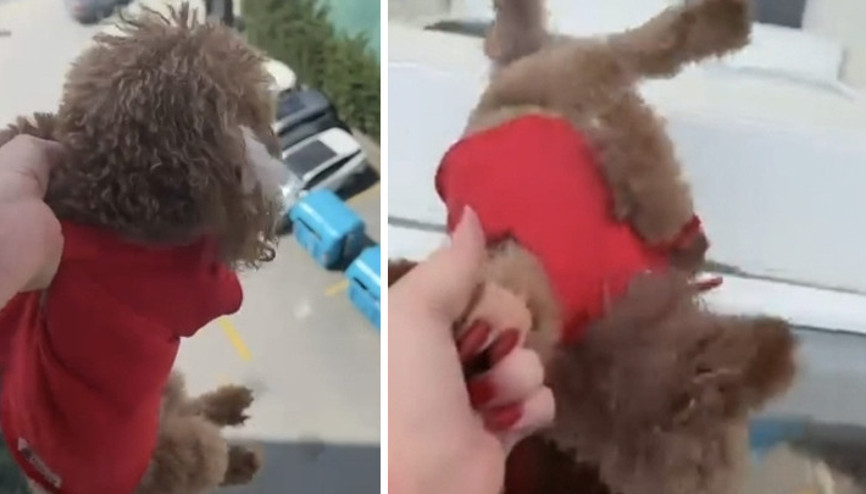 Tepki çeken görüntüler Köpeği pencereden sarkıtıp cama vurdu