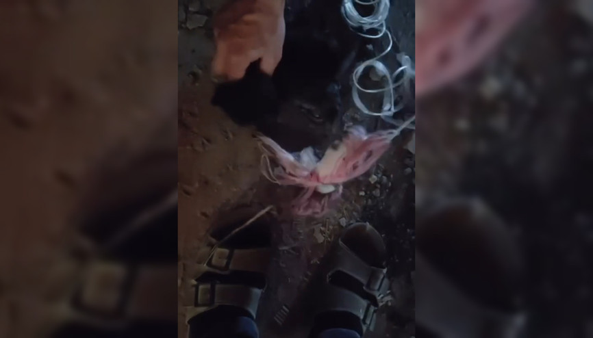 Baca deliğine düşen yavru kediyi, itfaiye ekipleri kurtardı