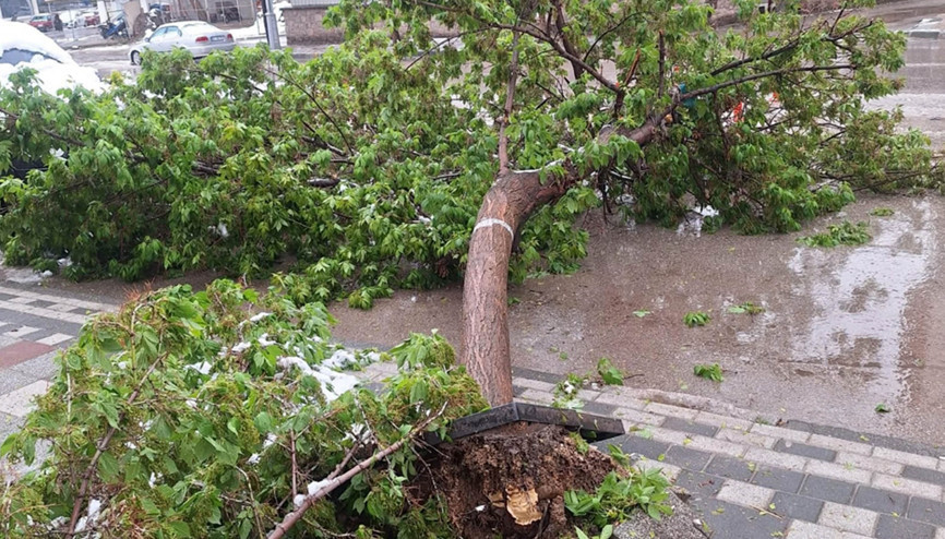 Karın ağırlığına dayanamayan ağaçlar devrildi