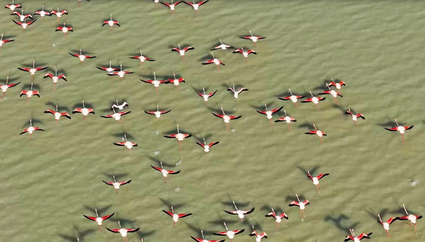 Dron gözüyle flamingolar