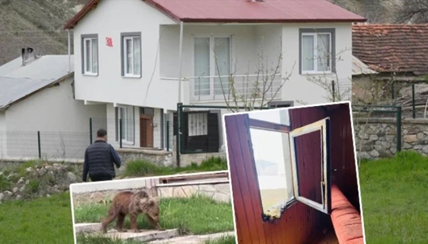 Gümüşhanede ayılar yaylalardan sonra köyleri mesken edindi: Vatandaşlar tedirgin Gümüşhanede ayılar yaylalardan sonra köyleri mesken edindi: Vatandaşlar tedirgin