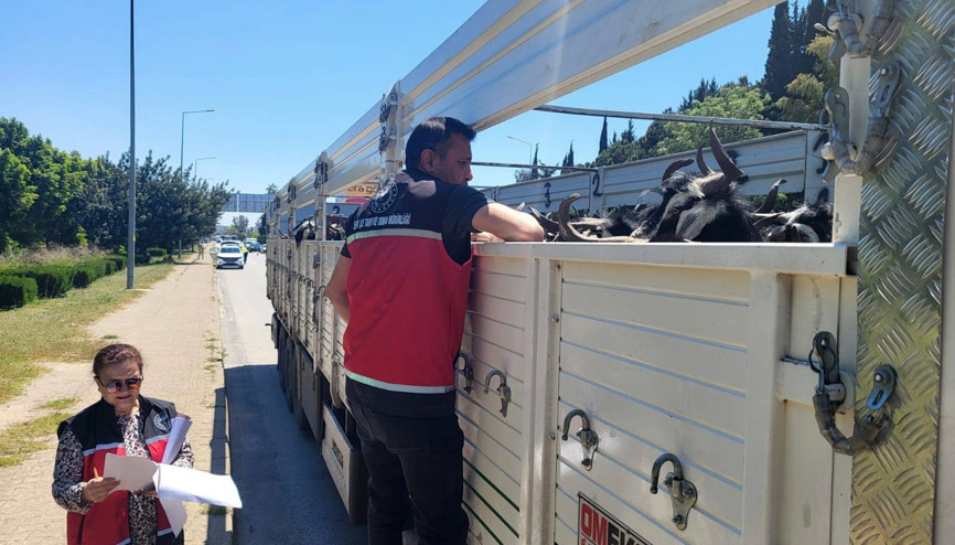 Hayvan nakil araçlarına sıkı denetim Hayvan nakil araçlarına sıkı denetim