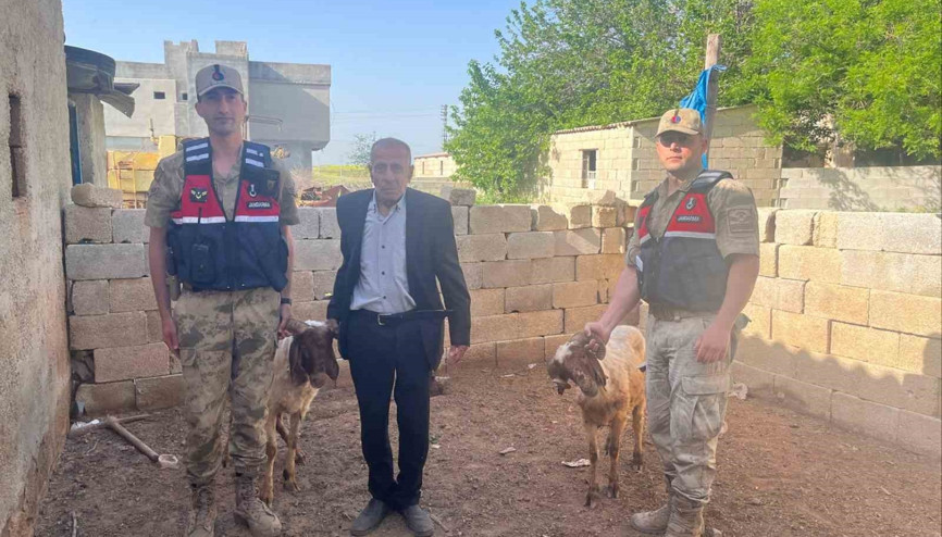 Kilis’te, kaybolan 2 koyun jandarma tarafından bulunarak sahibine teslim edildi