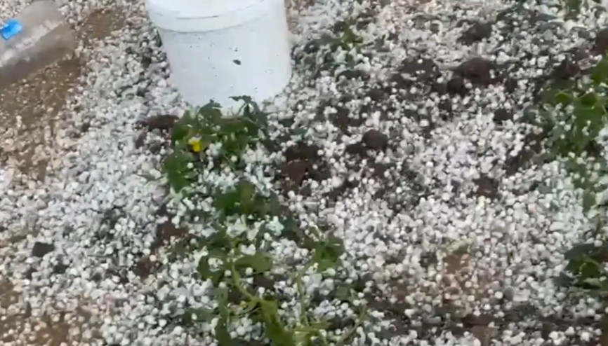 Nusaybin’de dolu yağışı tarım alanlarına zarar verdi