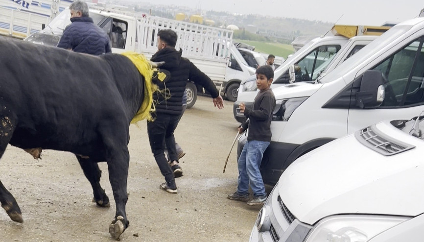 Canlı hayvan borsasında kaçan boğa paniğe neden oldu; o anlar kamerada
