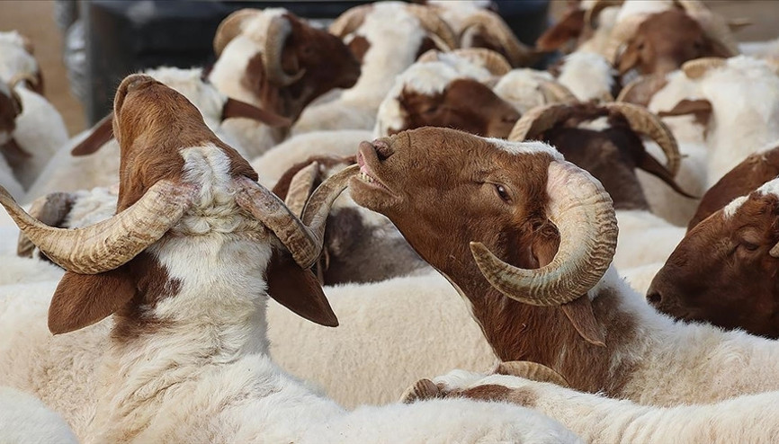 Bayram öncesi Türkiyeden yurtdışında kurban uyarısı