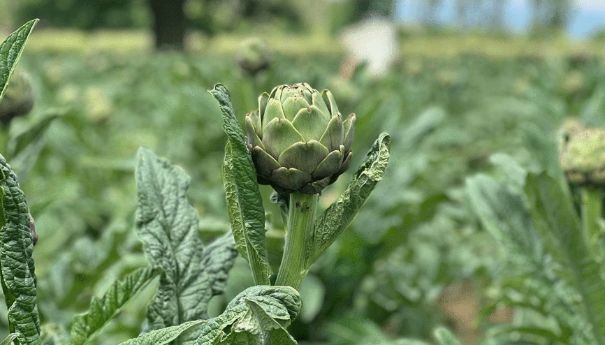 Tescilli Hasanağa enginarında hasat sezonu başladı