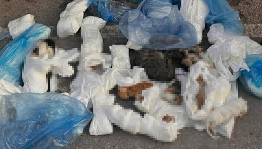 İzmirdeki vahşet 33 kedi ölü bulunmuştu... Yeniden gözaltına alınan veteriner hekim tutuklandı