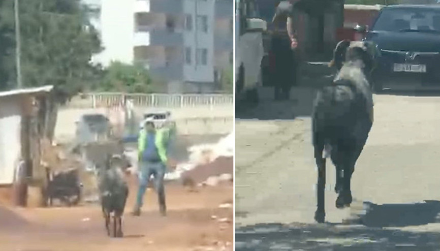 Gaziantep’te sahibinin elinden kaçan kurbanlık koç, zor anlar yaşattı