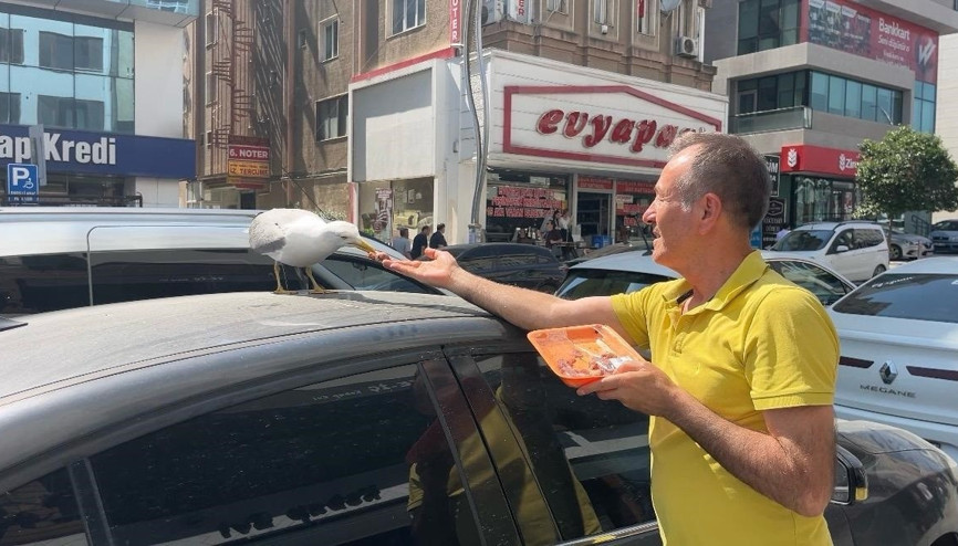 Martı ‘Pamuk’ esnafın maskotu oldu