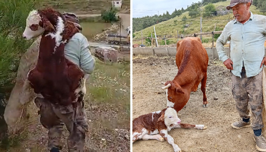 Kayıp ineği bulduğunda muhteşem manzara ile karşılaştı; buzağıyı sırtında taşıdı