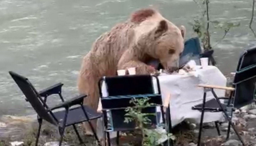 Munzur Vadisi’nde piknik masasına gelen bozayı, yiyecekleri yedi