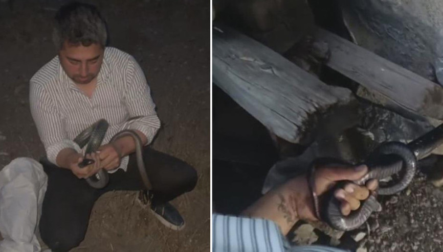 Yılancı Kemal koluna dolanan 1 buçuk metrelik 2 yılanı yakalayıp doğaya bıraktı