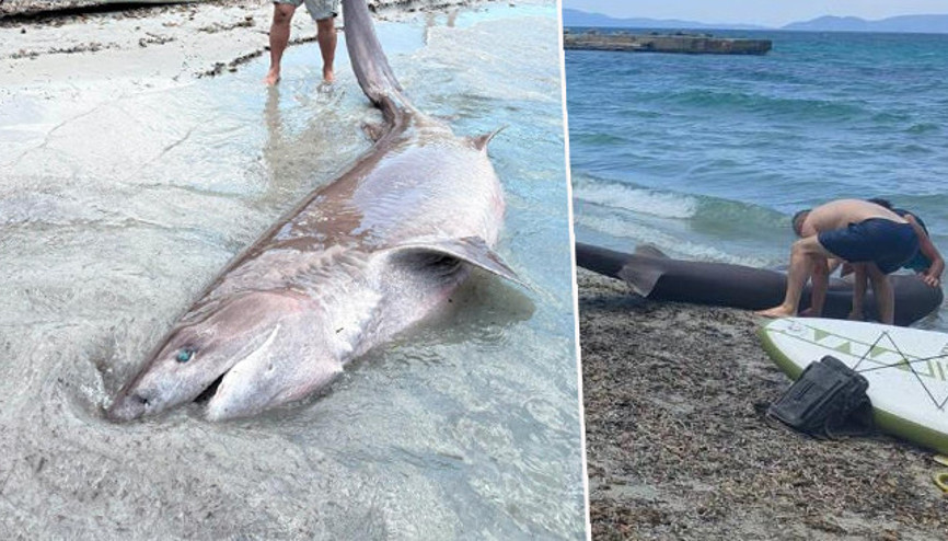 Kuşadası ilçesinde sahile vurdu: 3,85 metre uzunluğunda Köpekbalığı incelemeye alındı