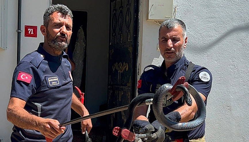 Evin lavabosundan çıkan yılan paniğe neden oldu