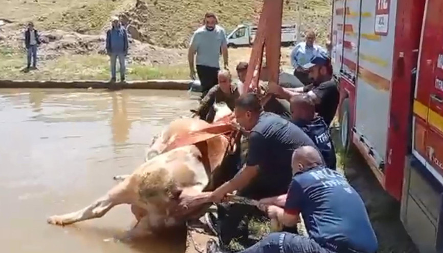 Düştüğü havuzda çamura saplanan inek kurtarıldı