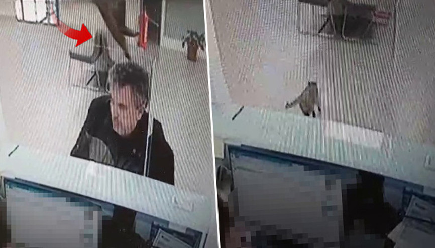 Bankada işlem yaparken hayatının şokunu yaşadı: Millete gökten para düşer bizim nasibimize kedi düştü Bankada işlem yaparken hayatının şokunu yaşadı: Millete gökten para düşer bizim nasibimize kedi düştü