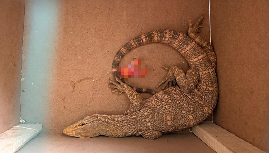 Şırnakta ikinci kez görüldü Bir evde bulunan çöl varanı, tedavi edilip doğal yaşam alanına bırakıldı