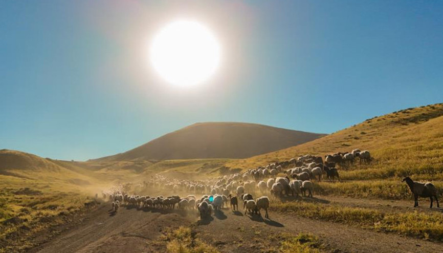 Yayla göçü başladı... Sürülerin tozlu yayla yolculuğu etkileyici görüntülere sahne oldu