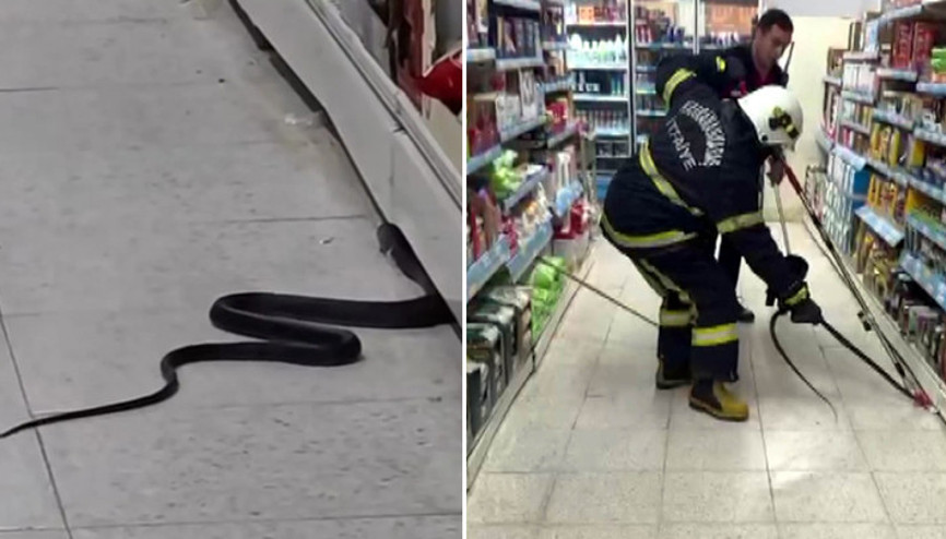 Kahramanmaraşta markette yılan paniği Kahramanmaraşta markette yılan paniği