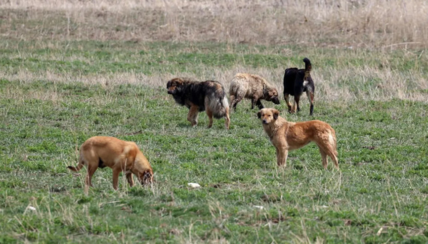 Sahipsiz köpek saldırıları 3 belediye başkanı hakkında soruşturma Sahipsiz köpek saldırıları 3 belediye başkanı hakkında soruşturma