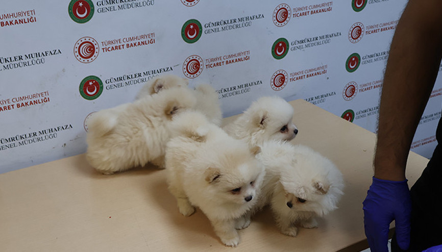 Kapıkulede piyasa değeri 472 bin TL olan 6 Pomeranian yavrusu ele geçirildi
