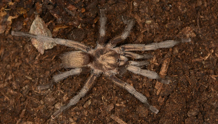 Türkiyenin yeni tarantula türü tescillendi
