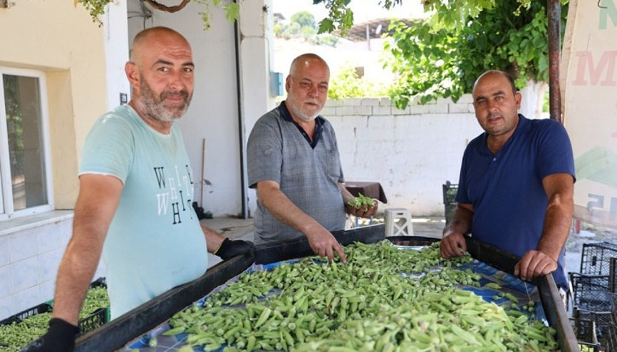 Türkiye’nin bamya ambarı