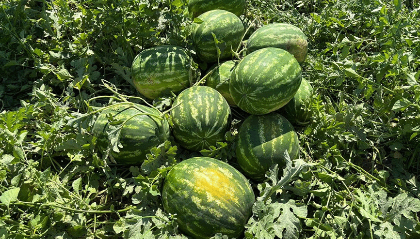 Torbalıda karpuz hasadı başladı