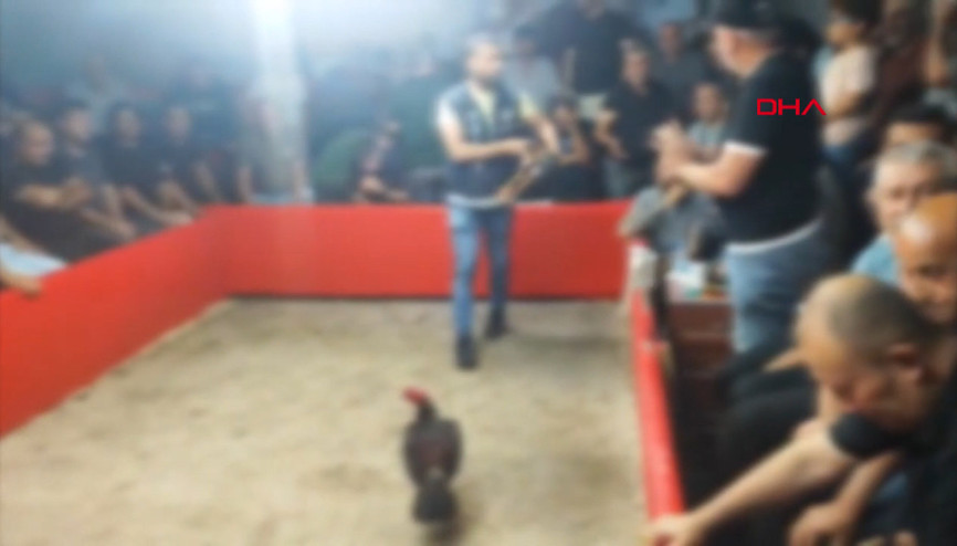 Hayvanları Koruma Derneği kurup horoz dövüştürdüler