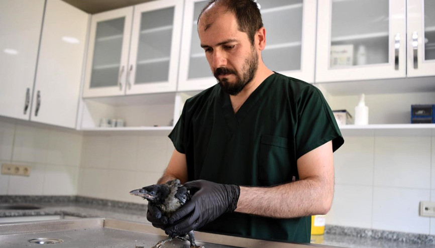 Konyaaltı Belediyesi yavru kargaya şifa oldu