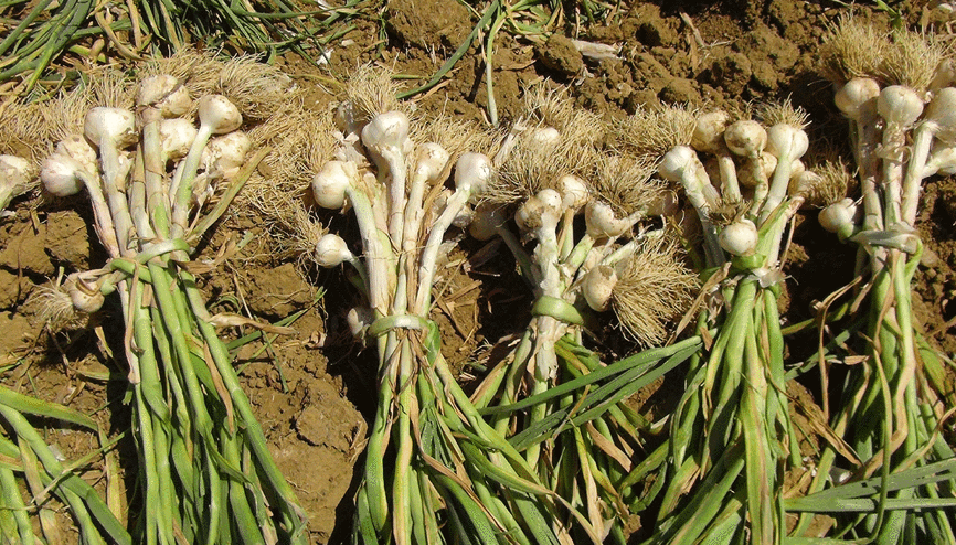 Tescilli Taşköprü sarımsağının hasadı başladı