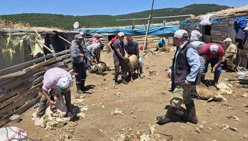 Manisada asırlık koyun kırkım imecesi geleneği yaşatıldı